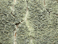 Pertusaria hymenea