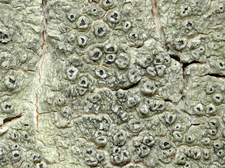 Pertusaria hymenea