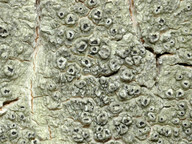 Pertusaria hymenea