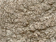 Pertusaria pseudocorallina