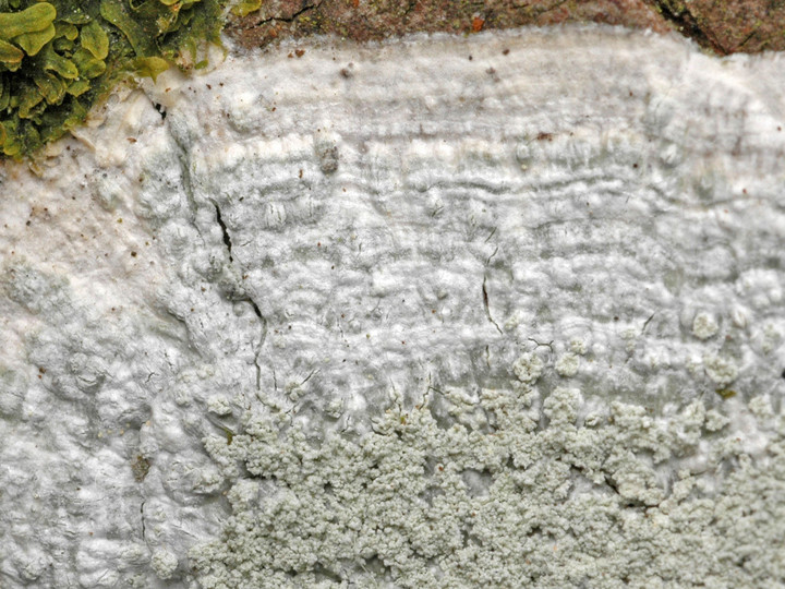 Pertusaria albescens