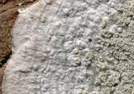 Pertusaria albescens