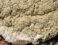 Pertusaria flavida