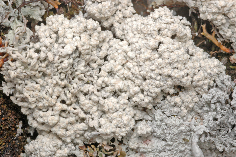 Pertusaria dactylina