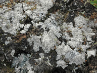 Pertusaria dactylina