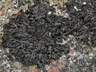 Phaeophyscia sciastra