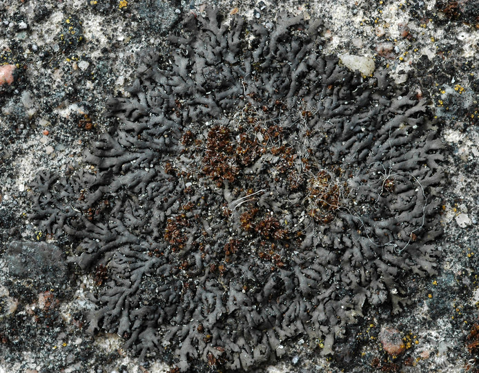 Phaeophyscia sciastra