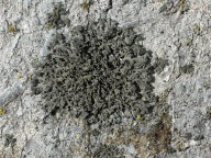 Phaeophyscia nigricans