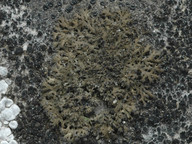 Phaeophyscia nigricans