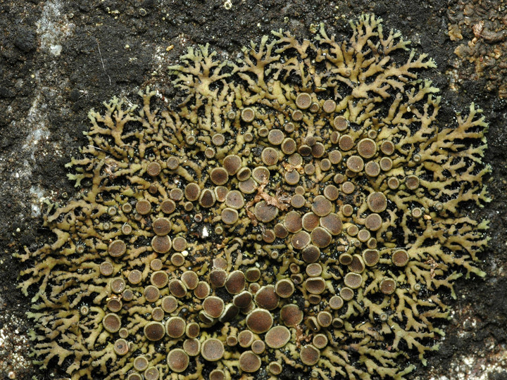 Phaeophyscia endococcina