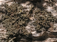 Phaeophyscia nigricans