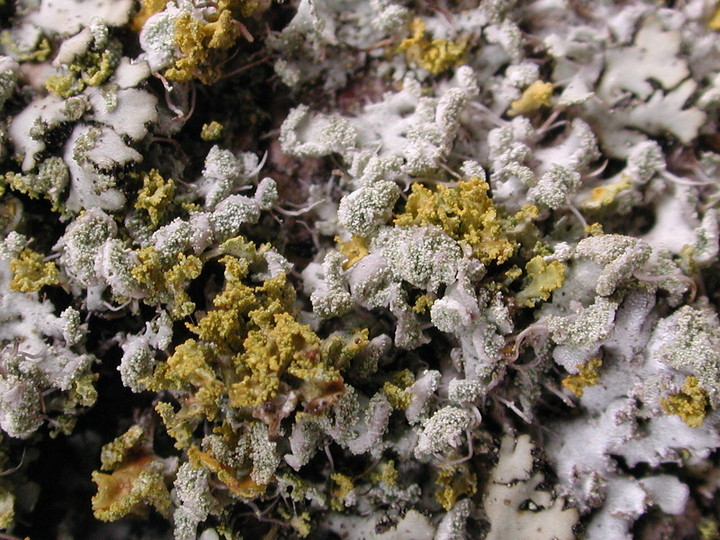 Physcia tenella