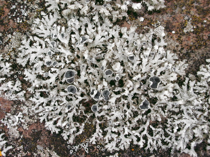 Physcia tenella