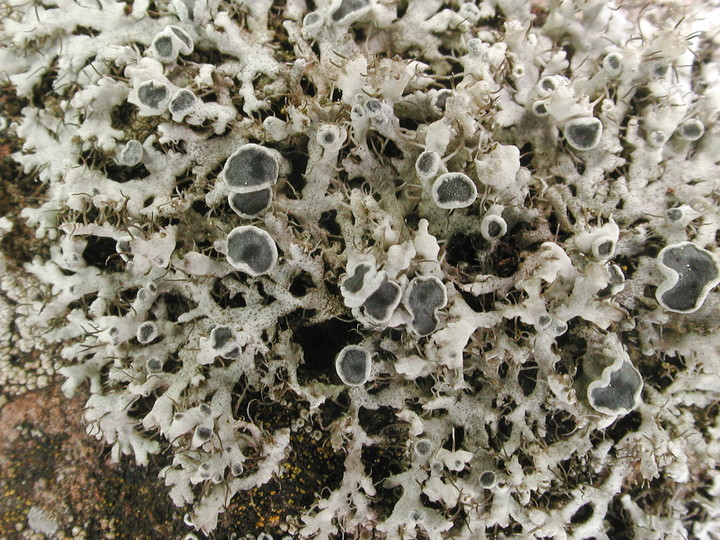 Physcia tenella