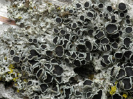 Physcia tenella