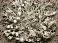 Physcia adscendens