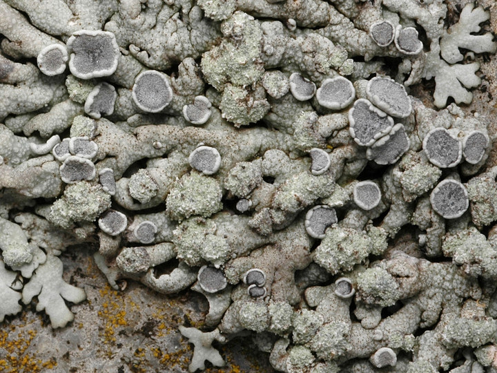 Physcia caesia