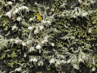 Physcia adscendens