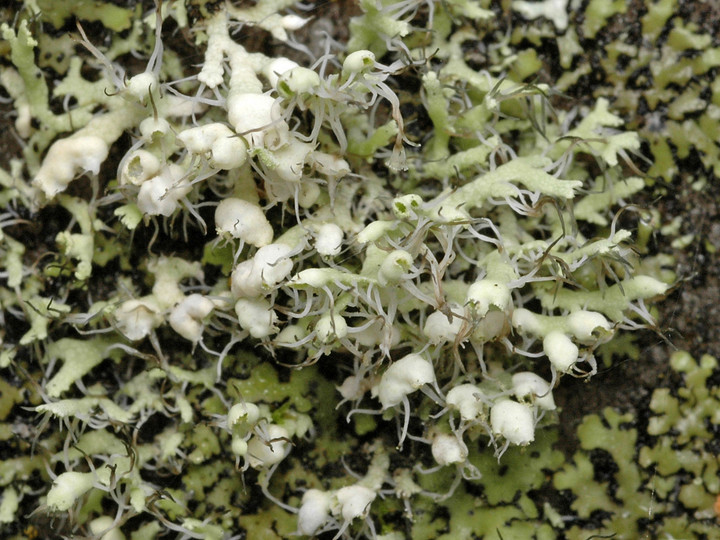 Physcia adscendens