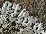 Physcia tribacia