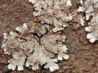 Physcia tribacia