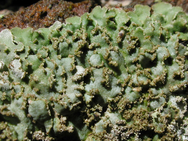 Physconia enteroxantha