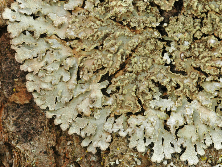 Physconia enteroxantha