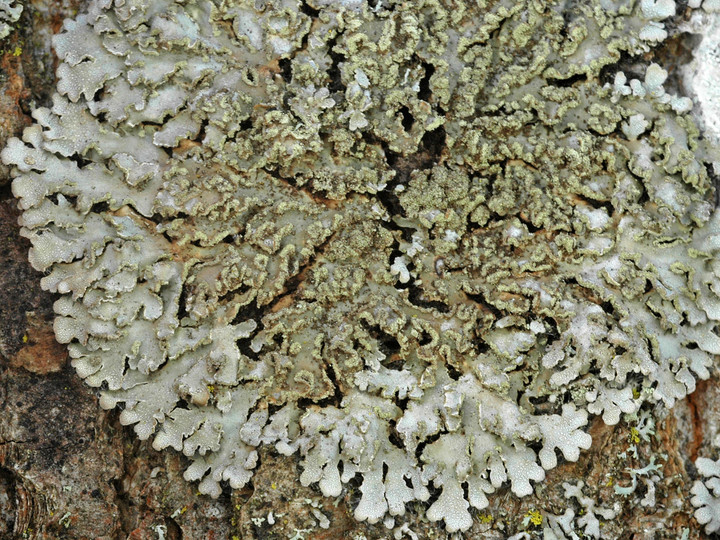 Physconia enteroxantha