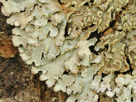 Physconia enteroxantha