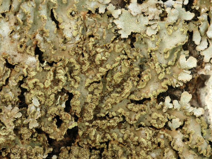 Physconia enteroxantha