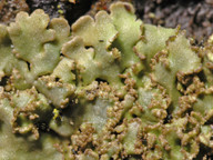 Physconia enteroxantha