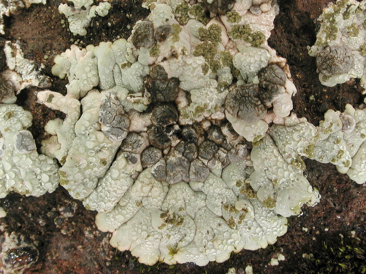 Placopsis gelida