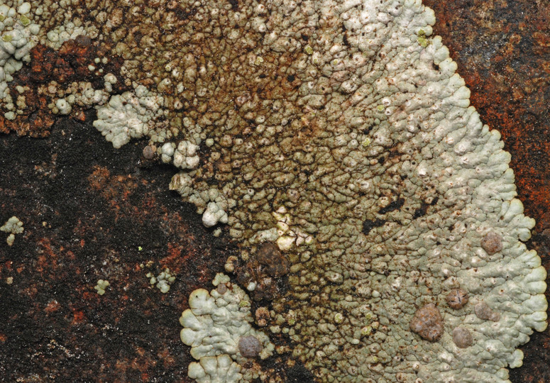 Placopsis lambii