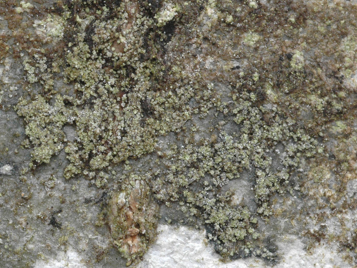 Placynthiella dasaea