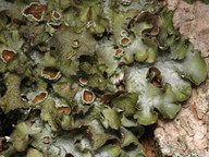 Pleurosticta acetabulum