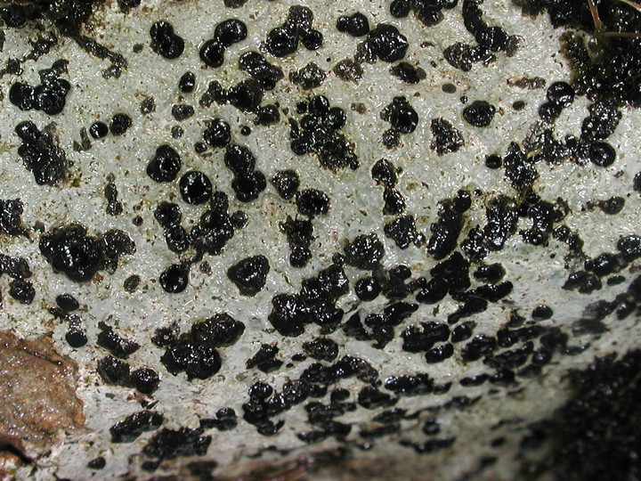 Porpidia hydrophila