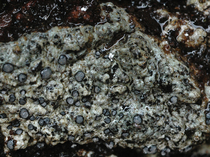 Porpidia glaucophaea