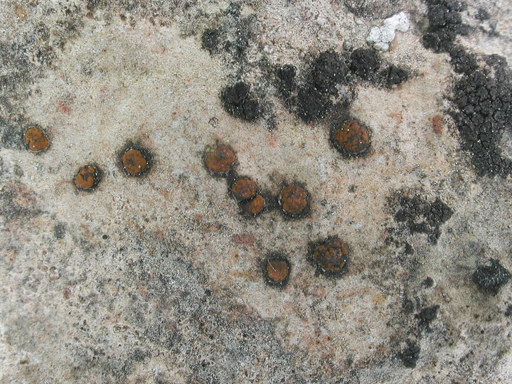 Protoblastenia calva