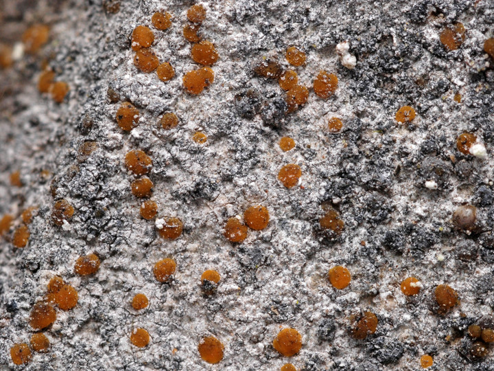 Protoblastenia rupestris