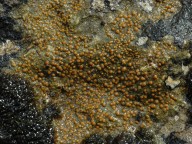 Protoblastenia rupestris