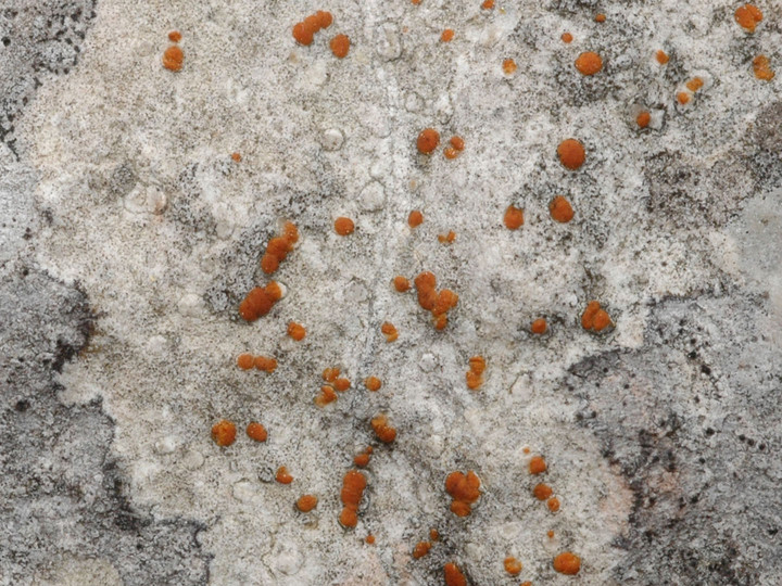 Protoblastenia incrustans