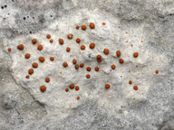 Protoblastenia calva