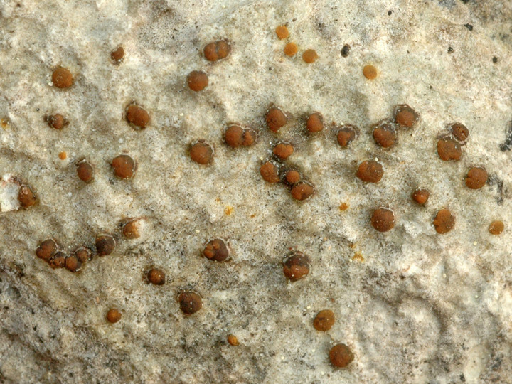 Protoblastenia calva