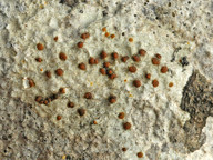 Protoblastenia calva