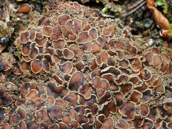 Protopannaria pezizoides