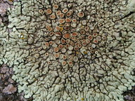 Protoparmeliopsis muralis