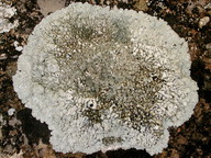 Protoparmeliopsis muralis var. versicolor