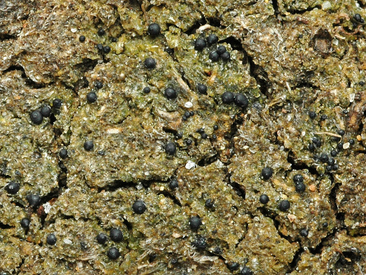 Protothelenella sphinctrinoides