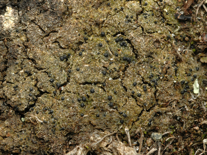 Protothelenella sphinctrinoides