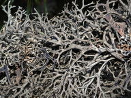 Pseudevernia furfuracea